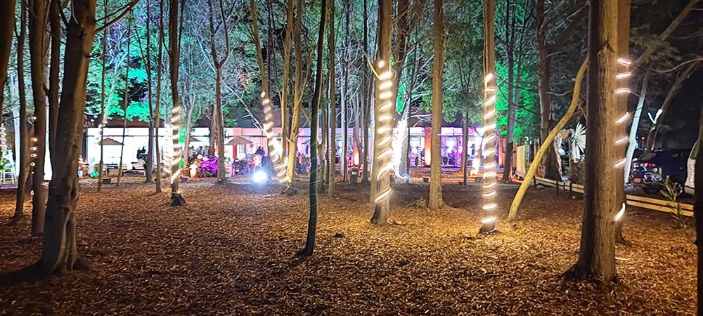 Bosque de aromos en Bosque Mar